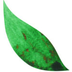 leaf 4